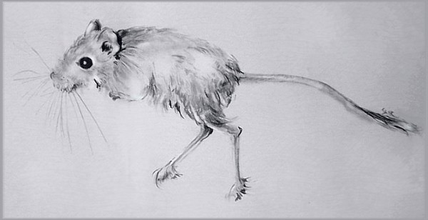...la souris
