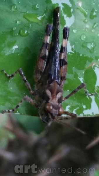 caterpillar