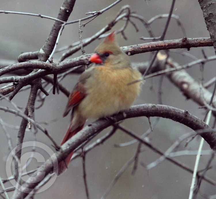 Brown Cardinal