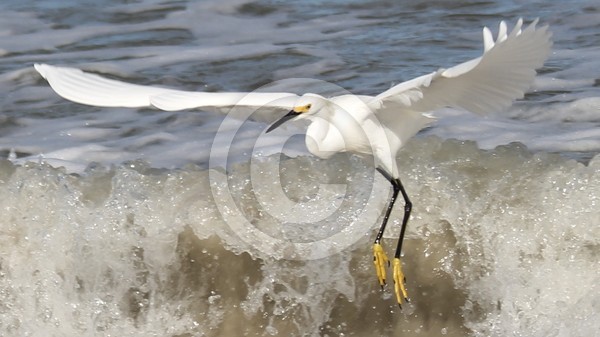 Egret 006