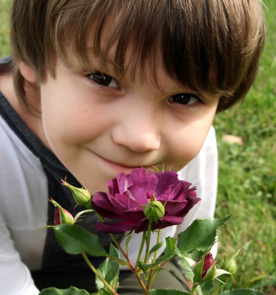 The miracle behind the rose 