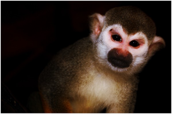 Shock the Monkey