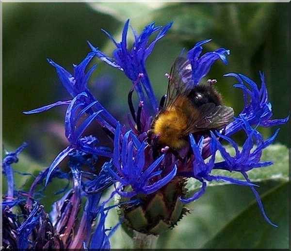 Bumble Bee's delight