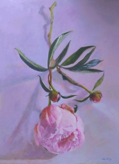 Peony 