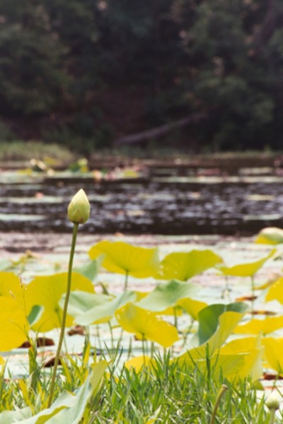 Water Lily2
