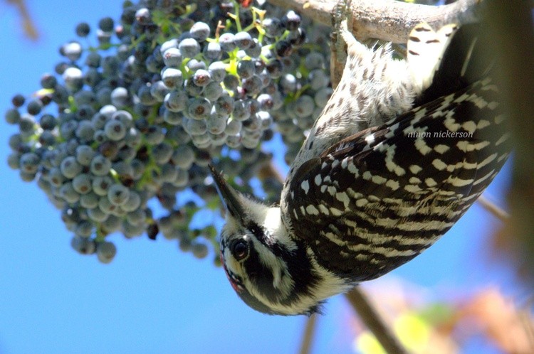 Nuttall's Woodpecker 