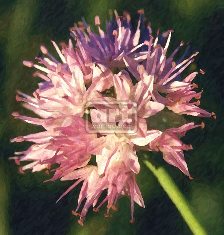 Allium
