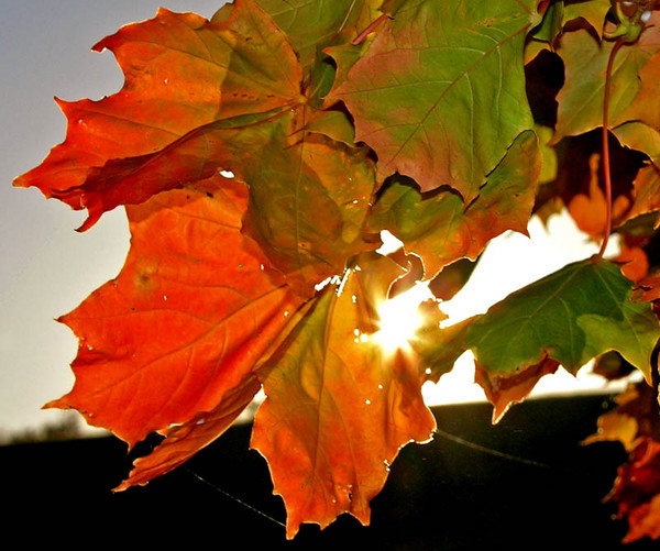 The death in the fall 