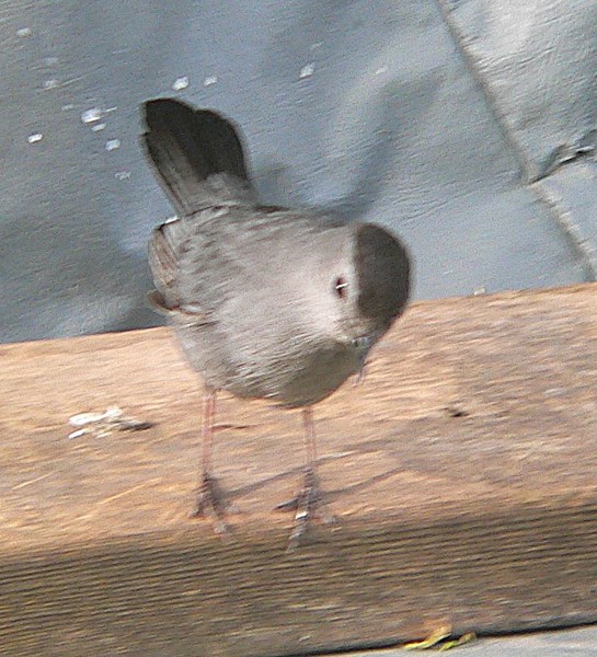 Mystery Bird