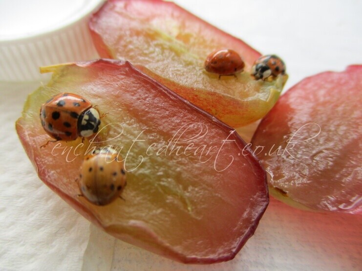Ladybirds 