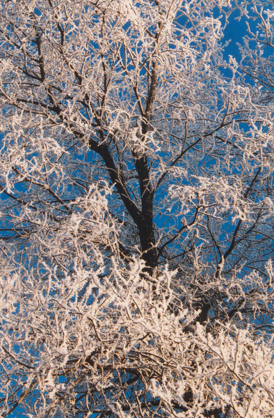 Winter's Grace