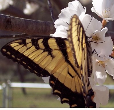 Butterfly on a Cherry Tree