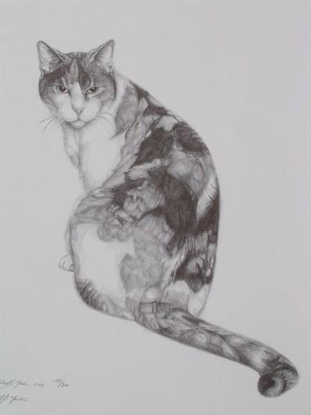 intrigued feline