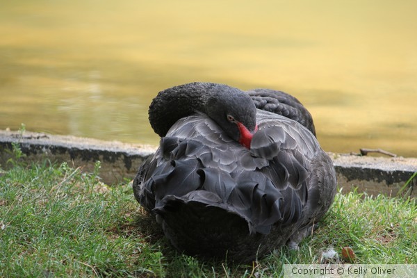 Black Swan