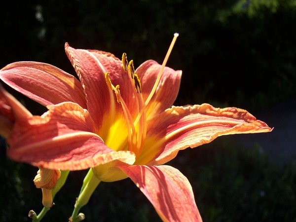 Lilly