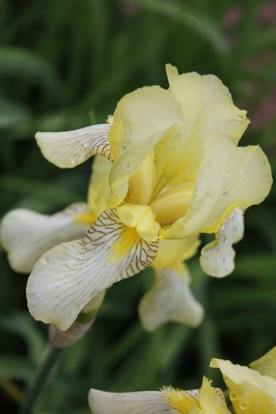 Yellow Iris