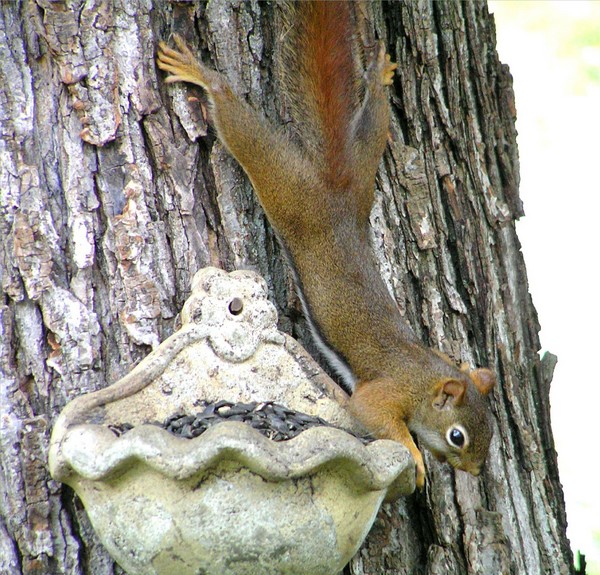 Spread Eagle