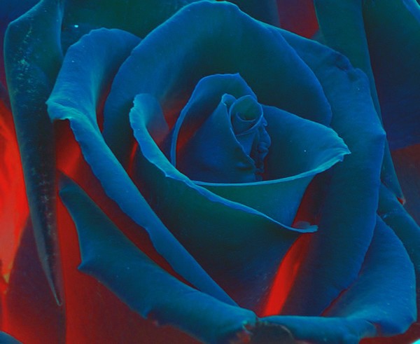 Indigo