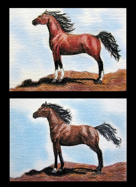 Bay Arabians