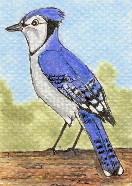 Blue Jay ACEO
