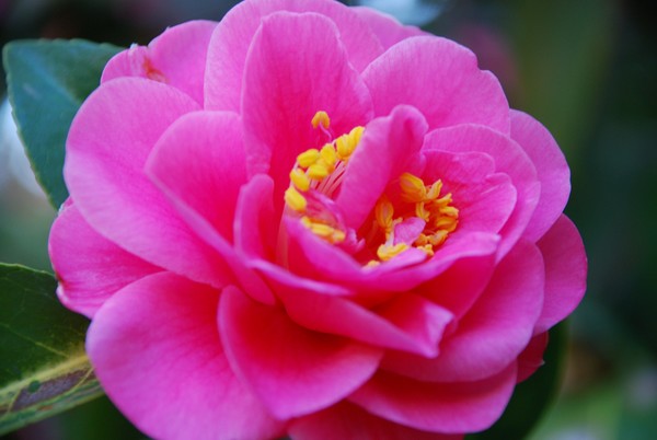 Pink Flower 23