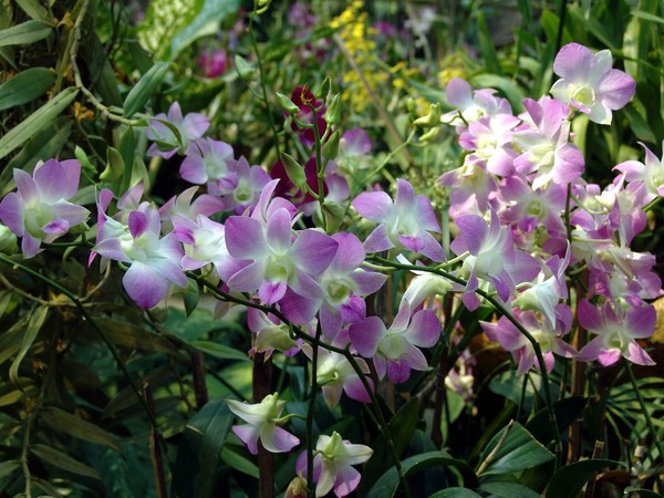 Pink Orchids