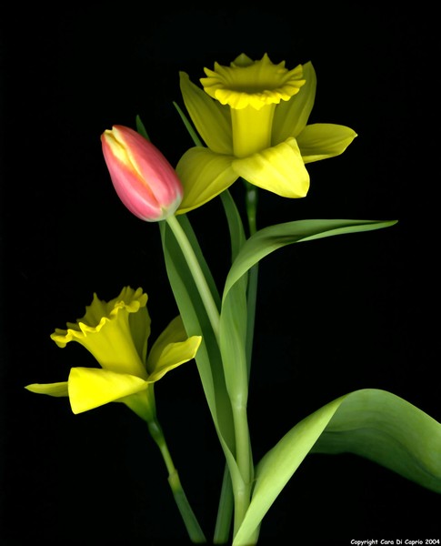 Tulip & Daffodils