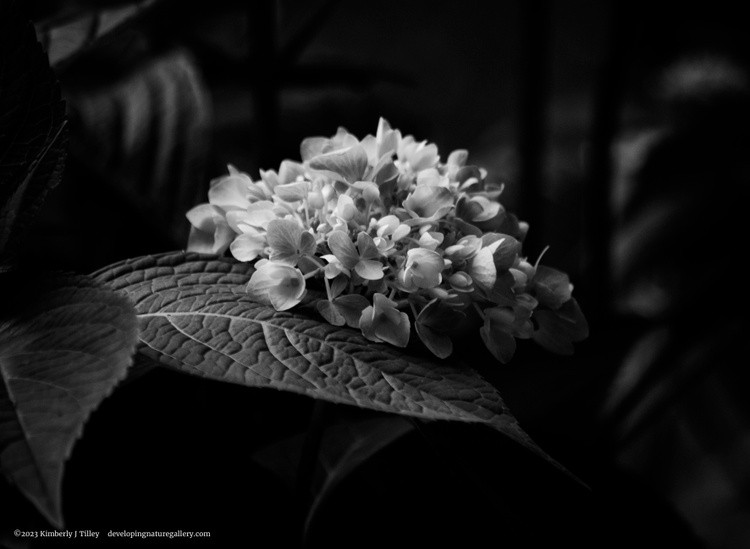 Black & White Hydrangea P0721