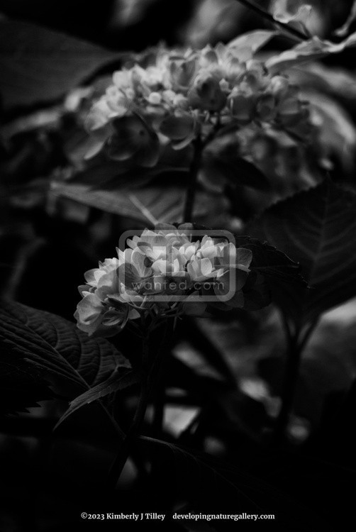 Black & White Hydrangea P0719