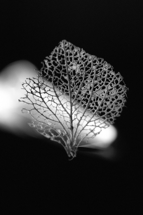 Skeletal