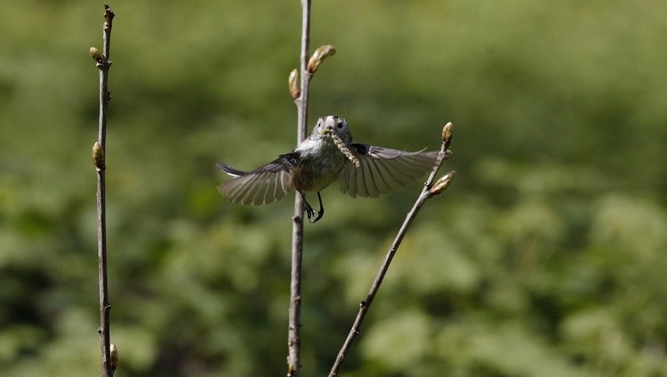 Caterpillar Lunch