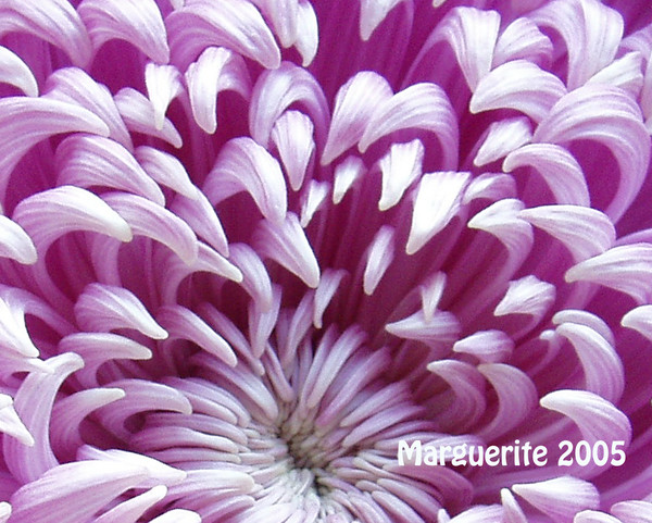 Chrysanthemum 1