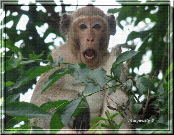 Monkey in the Tree