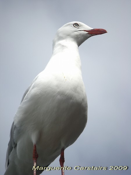 Seagull