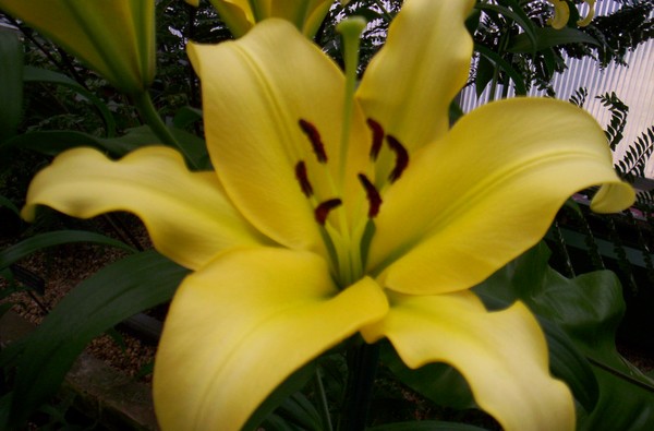 Yellow Lily