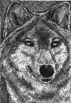 Wolf