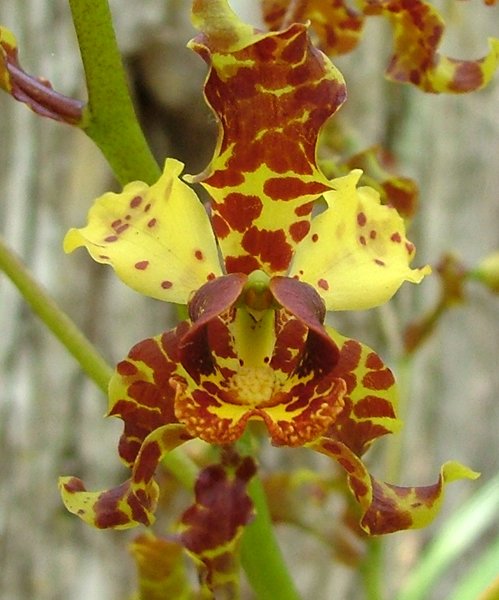 Orchid.