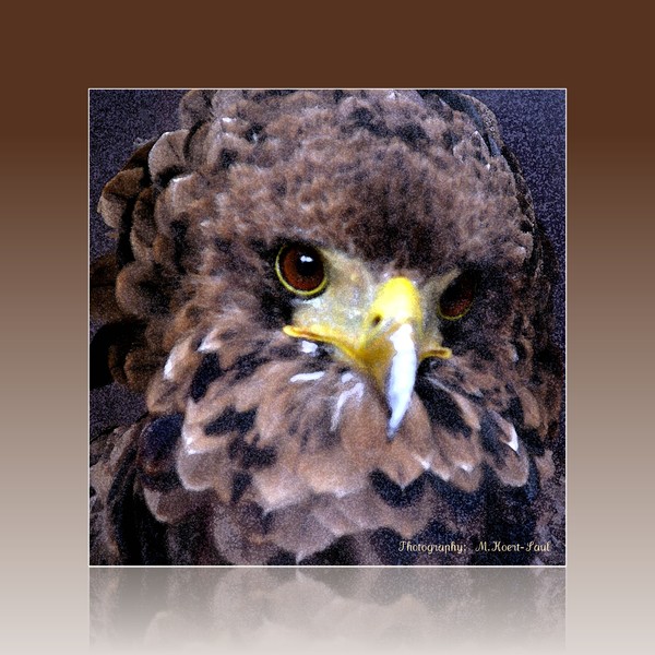 Unhappy Harpy!
