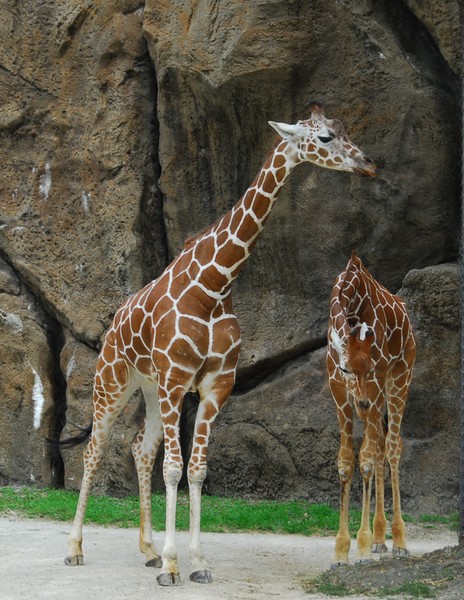 Giraffes