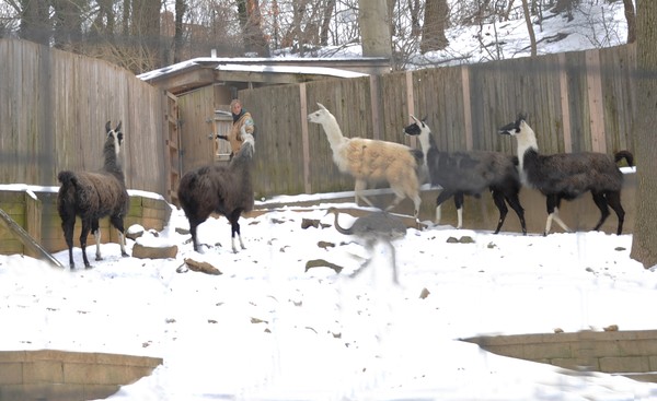 Hungry Llamas