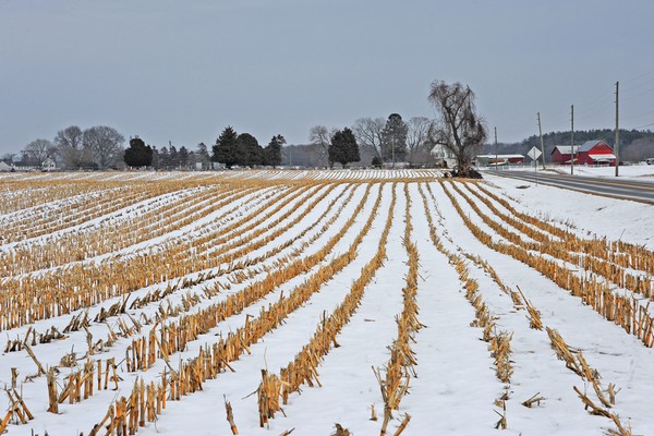 Cornstalks in Snow