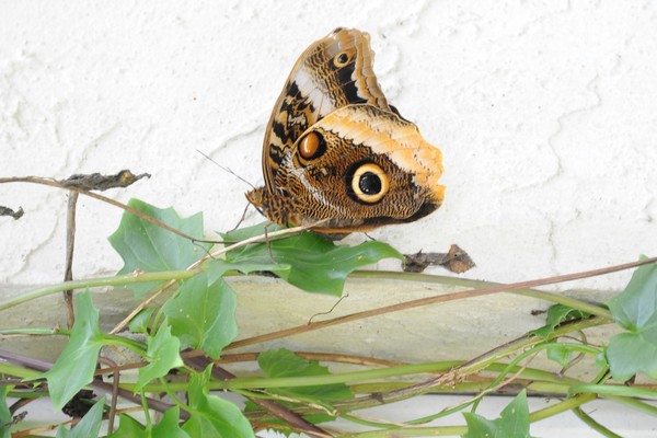 Buckeye Butterfly