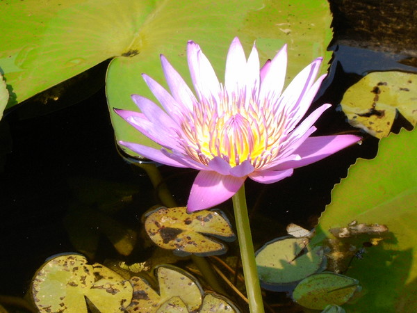 Water Lily