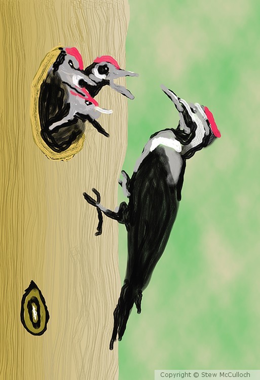 Feeding Time at the Woodpecker House P217