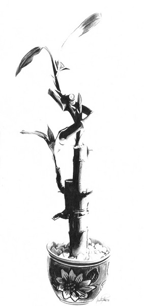 Bamboo