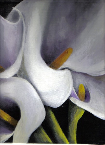 Cala Lilies