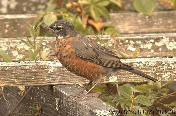 Robin Red Breast