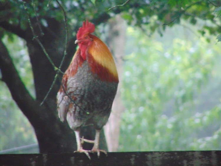 bird buddy