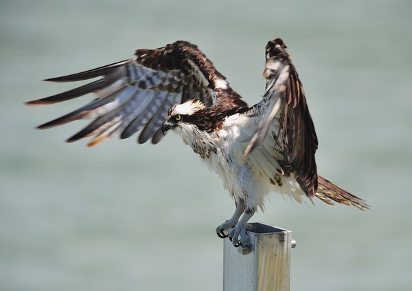 Osprey drying off