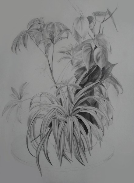 Plant